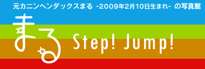 元カニンヘンダックスまるの写真館 まるStep!Jump!