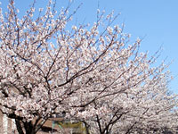 2006年の桜