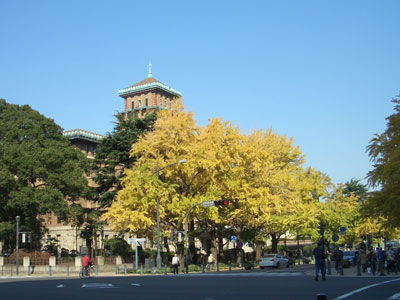 神奈川県庁と銀杏